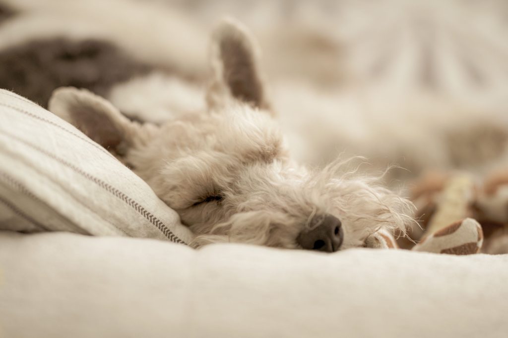 A dog is sleeping in its home in Bellinzona