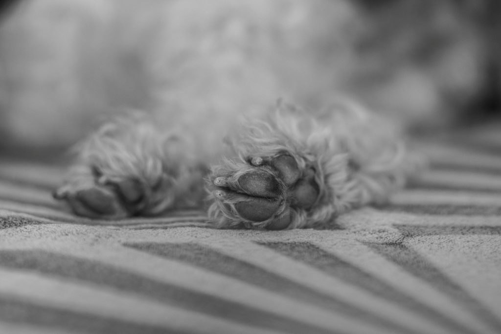 A dog is sleeping in its home in Bellinzona