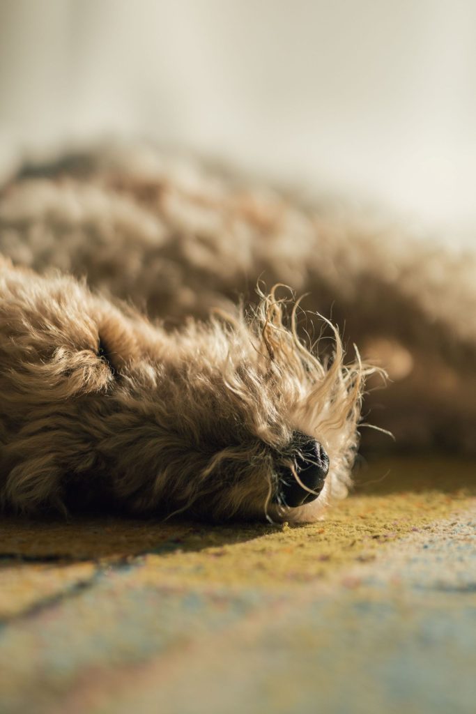 A dog is lying on the carpet in its home in Bellinzona