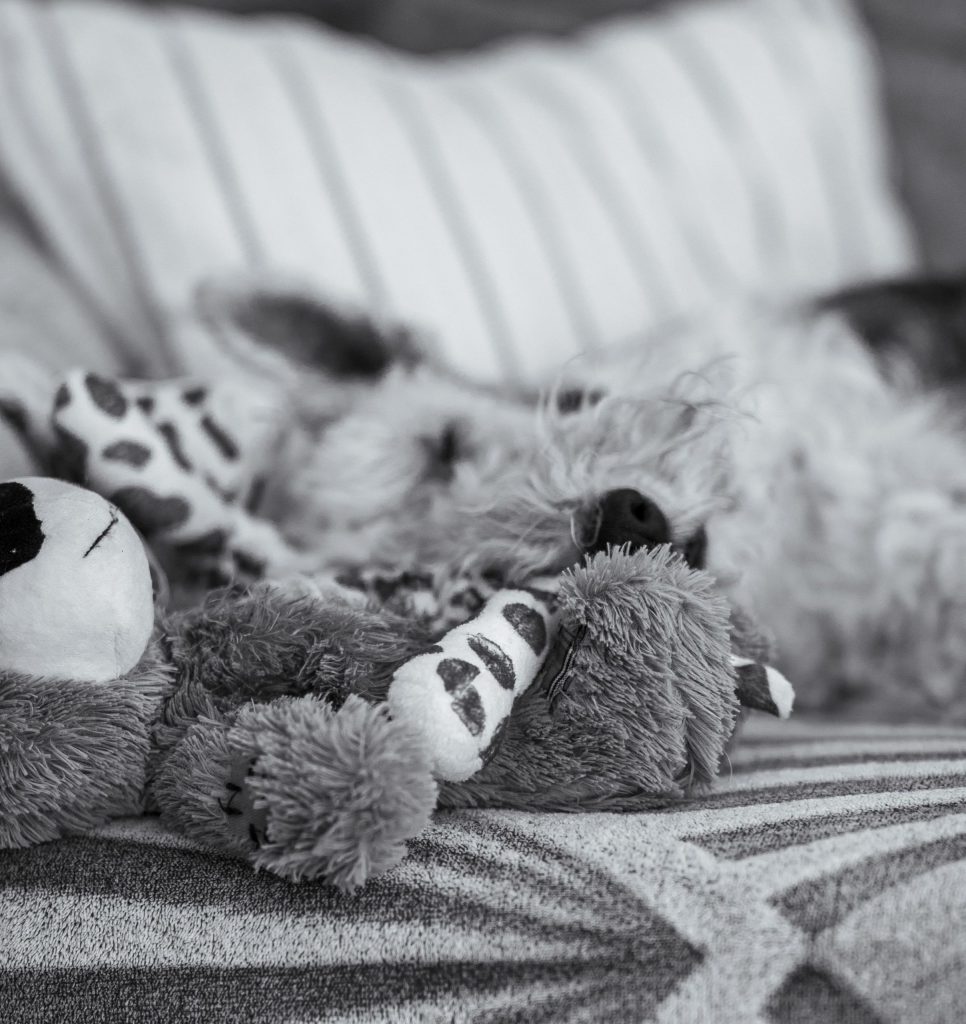 A dog is sleeping in its home in Bellinzona