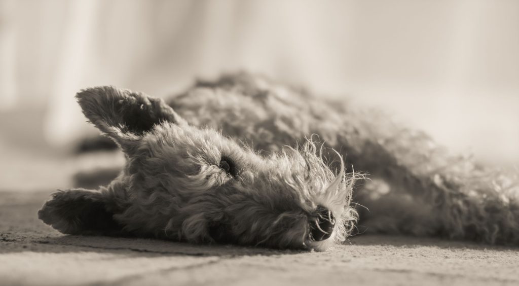 A dog is lying on the carpet in its home in Bellinzona
