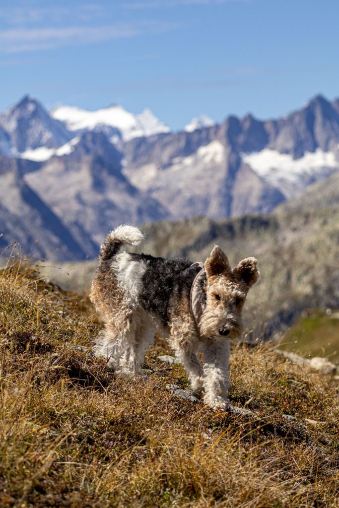 A dog is standing on the grass in the mountains at Furkapass, Switzerland