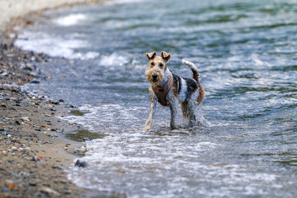 A dog is swimming in Lago di Como, Italy