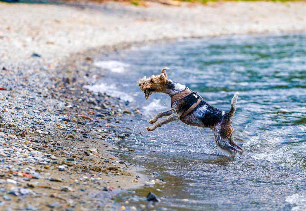 A dog is swimming in Lago di Como, Italy