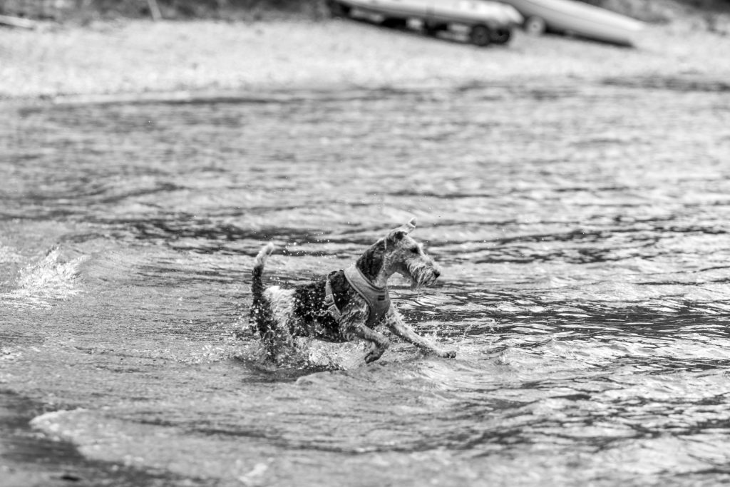 A dog is swimming in Lago di Como, Italy