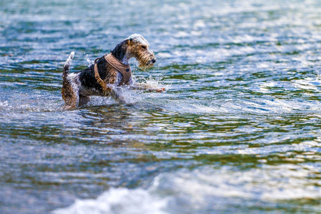 A dog is swimming in Lago di Como, Italy