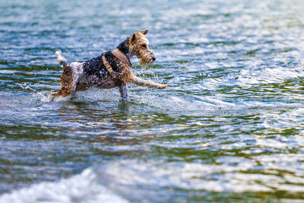 A dog is swimming in Lago di Como, Italy