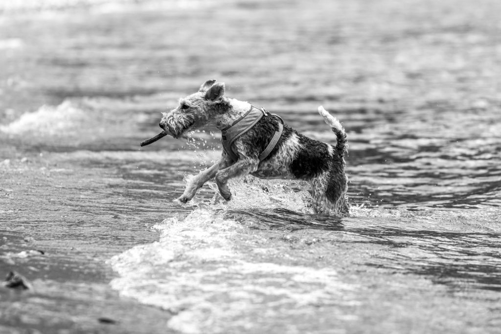 A dog is swimming in Lago di Como, Italy