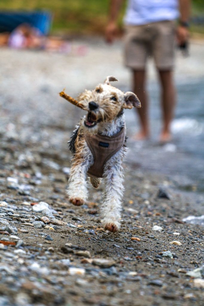 A dog is running at Lago di Como, Italy