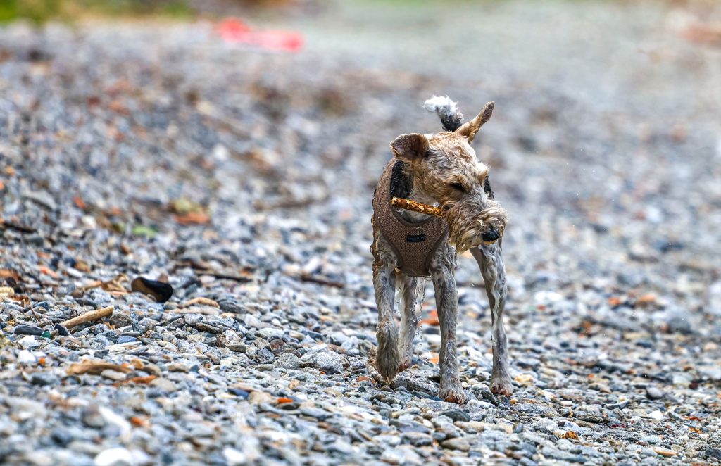 A dog is playing at Lago di Como, Italy