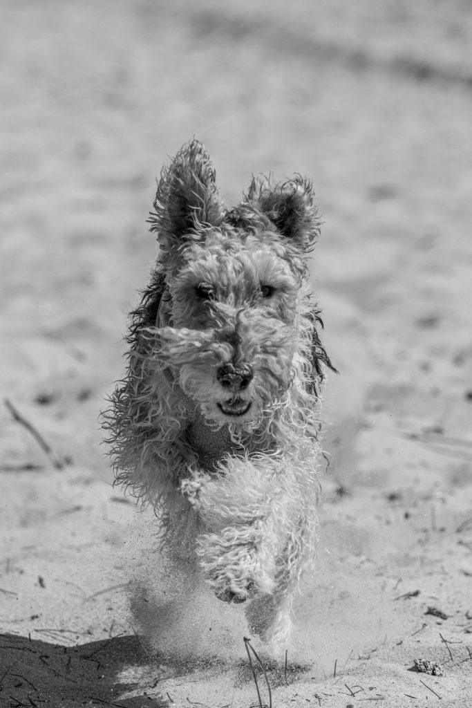 A dog is running on the sandy beach in Corsica, France