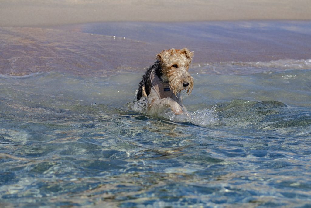 A dog is swimming in the sea in Corsica, France