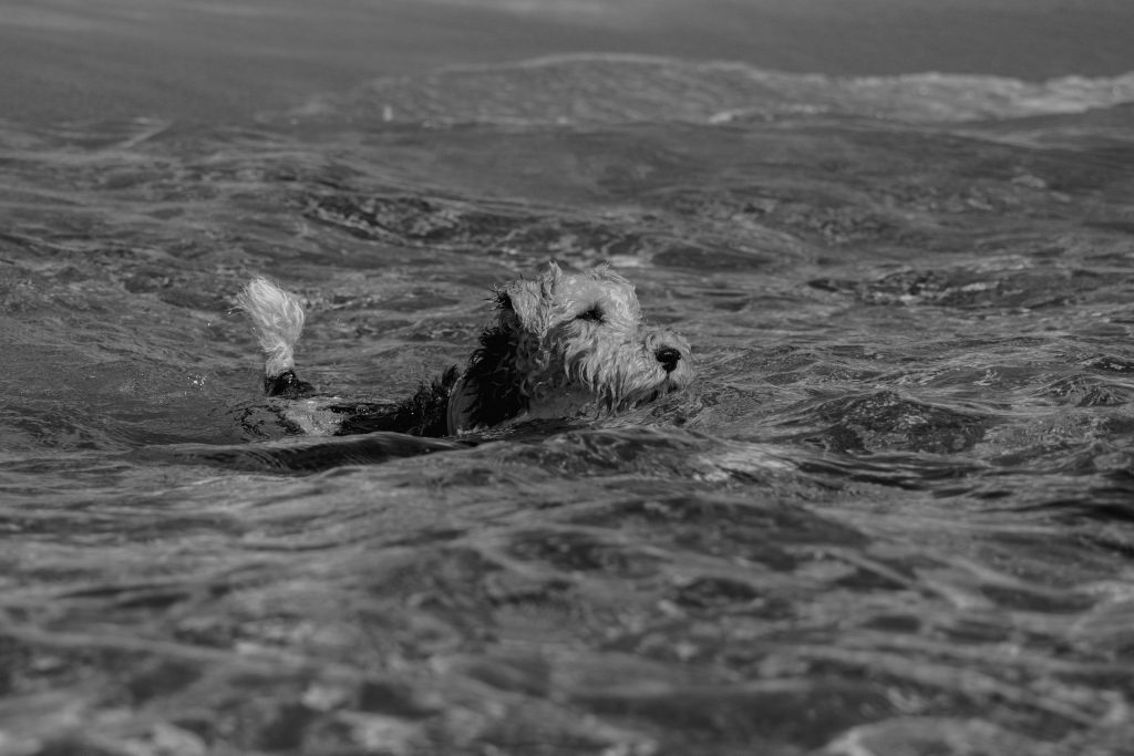 A dog is swimming in the sea in Corsica, France