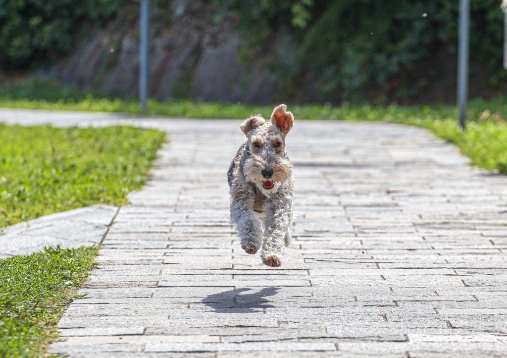 A dog is running at Lago di Como, Italy