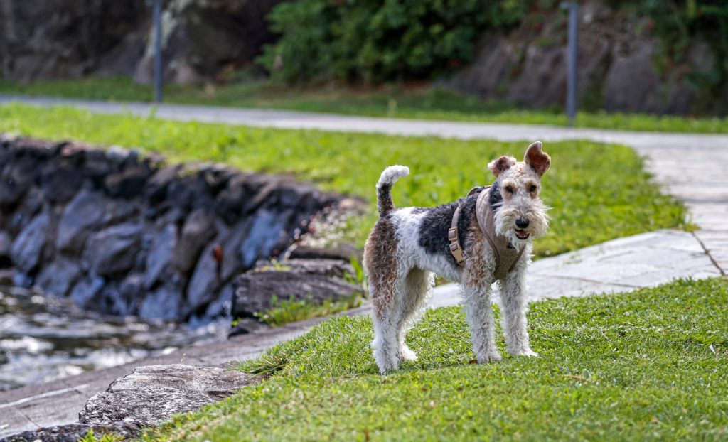 A dog is playing in the grass at Lago di Como, Italy