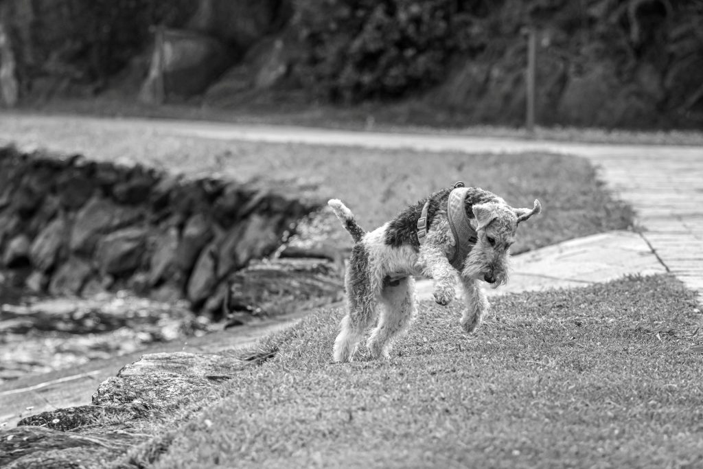 A dog is playing in the grass at Lago di Como, Italy