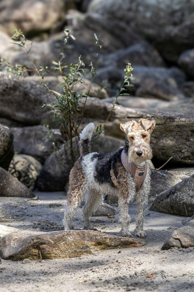A dog is standing on the riverbank in Bellinzona