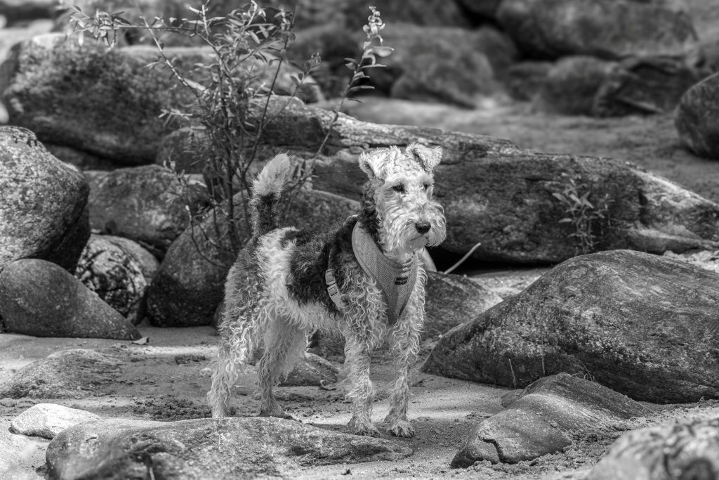 A dog is standing on the riverbank in Bellinzona