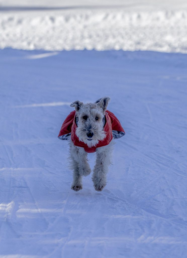 A dog is running the snowy mountains in winter in Switzerland