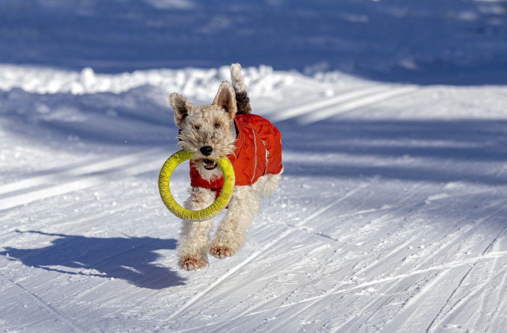 A dog is playing the snowy mountains in winter in Switzerland