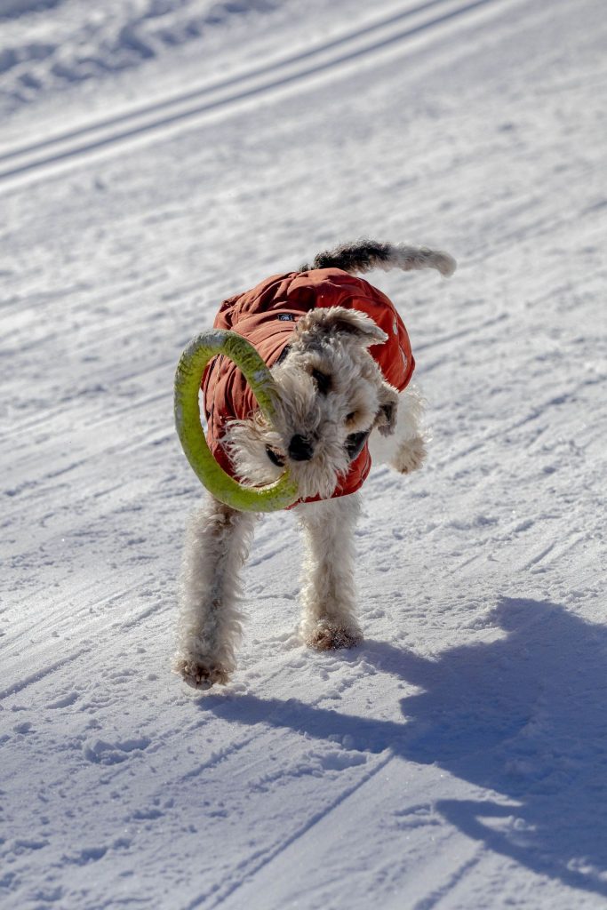 A dog is playing the snowy mountains in winter in Switzerland