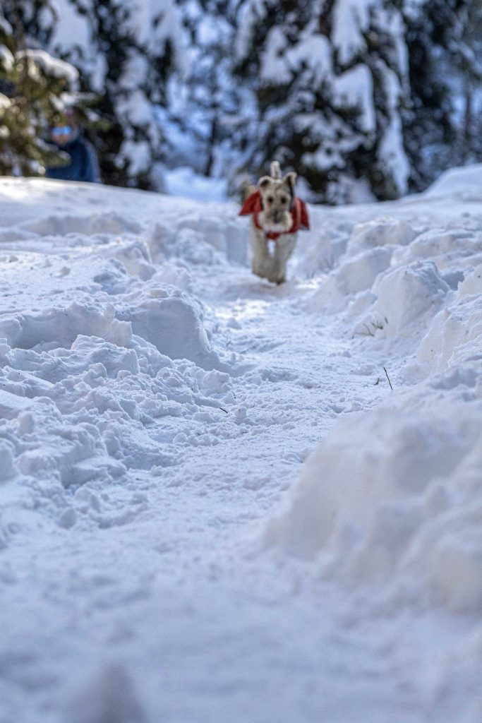 A dog is running the snowy mountains in winter in Switzerland