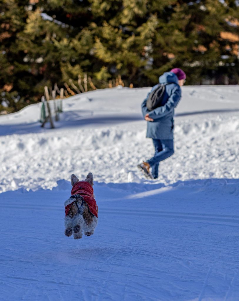 A man is playing with his dog in the snowy mountains in winter in Switzerland